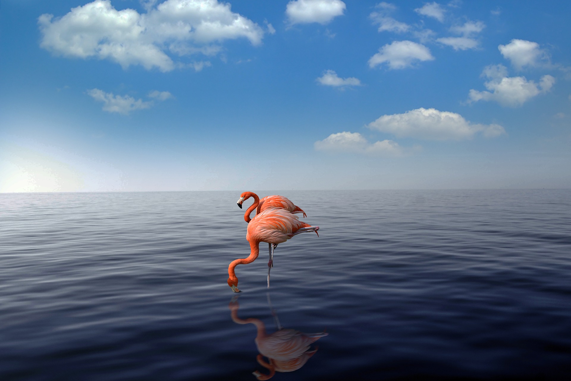 Things to do in Aruba Flamingos