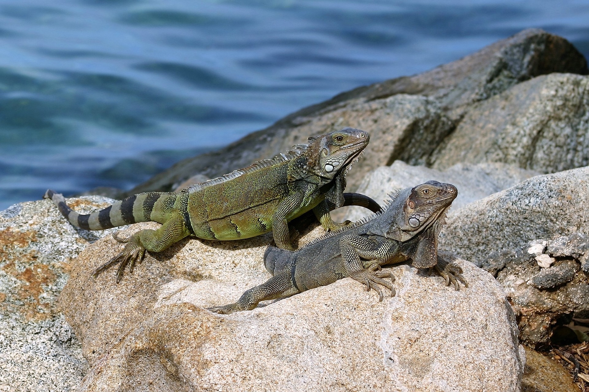 Things to do in Aruba Sea Lizards