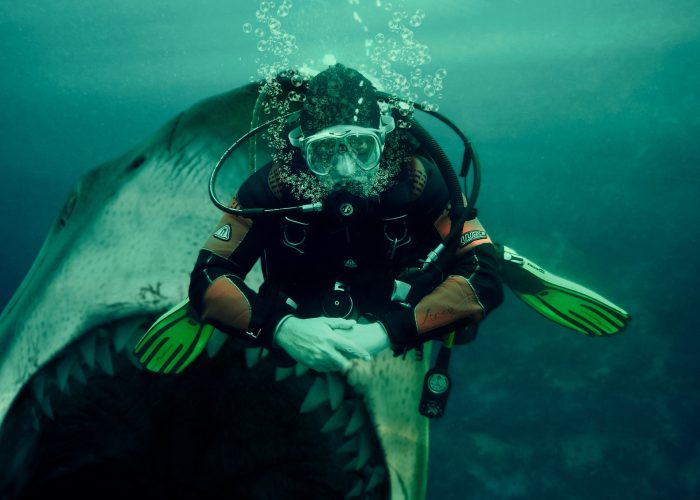Tank Certified Shark Dive