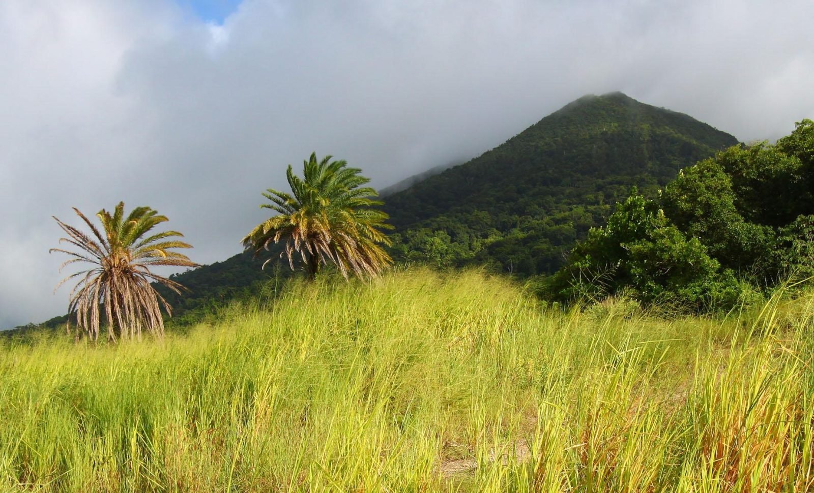 St. Kitts Mount Liamuiga Volcano Hiking Excursion - Best Caribbean