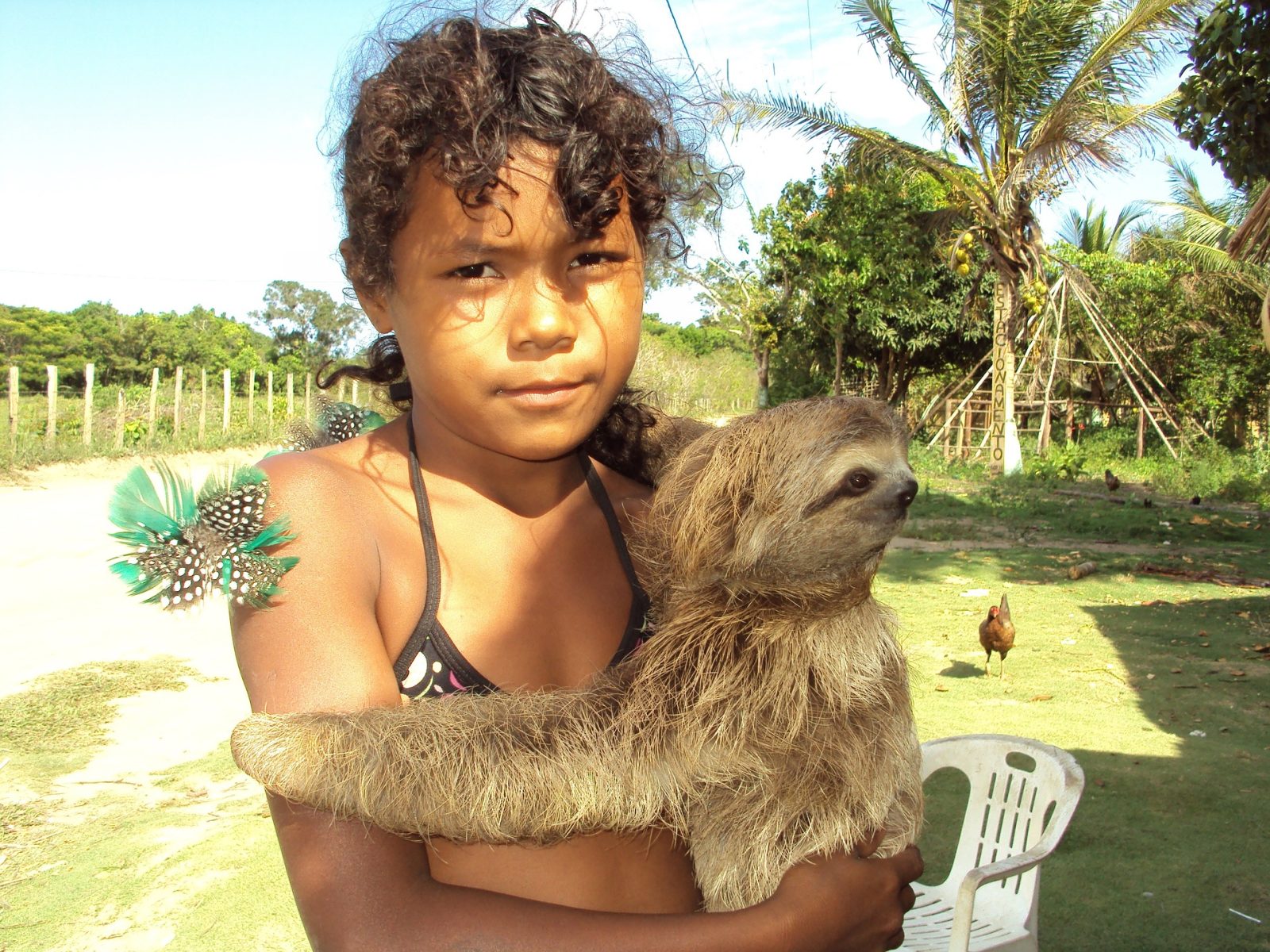 Jungle top Zipline Suspension Bridges Plus Monkeys and Sloth Hangout