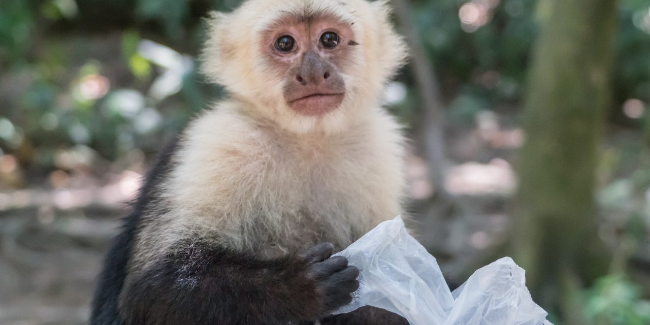 https://www.acrosscaribbeanexcursions.com/wp-content/uploads/2022/11/Monkeys-and-Sloth-Hang-Out-with-Island-Tour-in-Roatan-9-1280x640.jpg