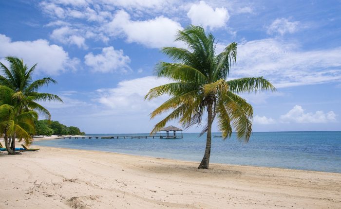 Roatan Half day zip line combo beaches monkeys and sloth hangout