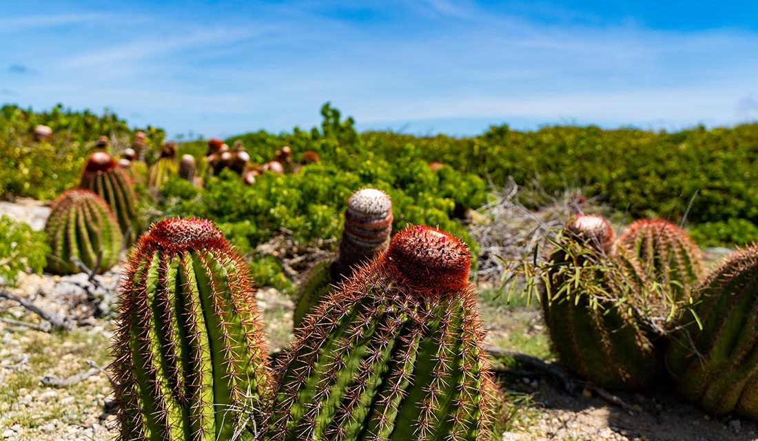 https://www.acrosscaribbeanexcursions.com/wp-content/uploads/2023/06/turks-head-cactus-turks-caicos-islands-1100x640.jpg
