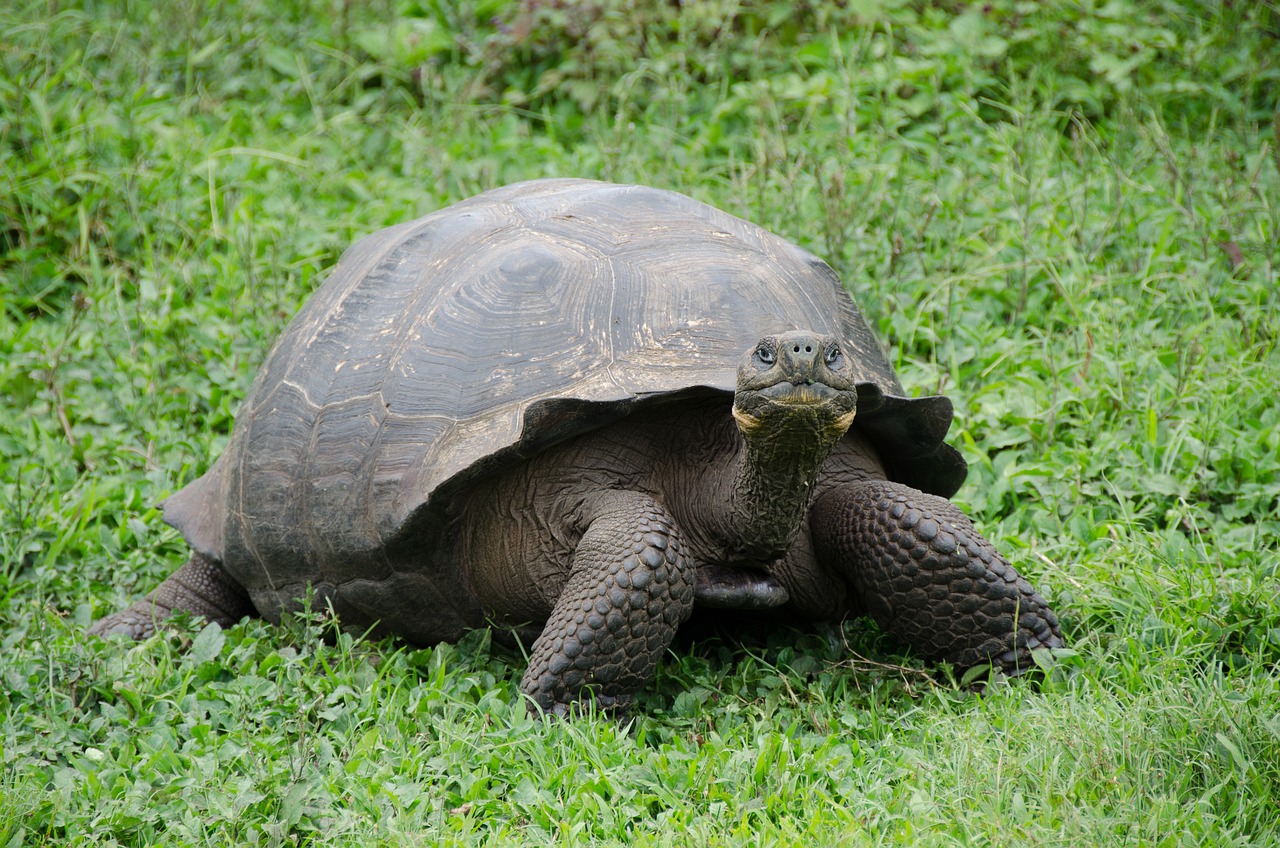 Galapagos islands Galapagos tortoise