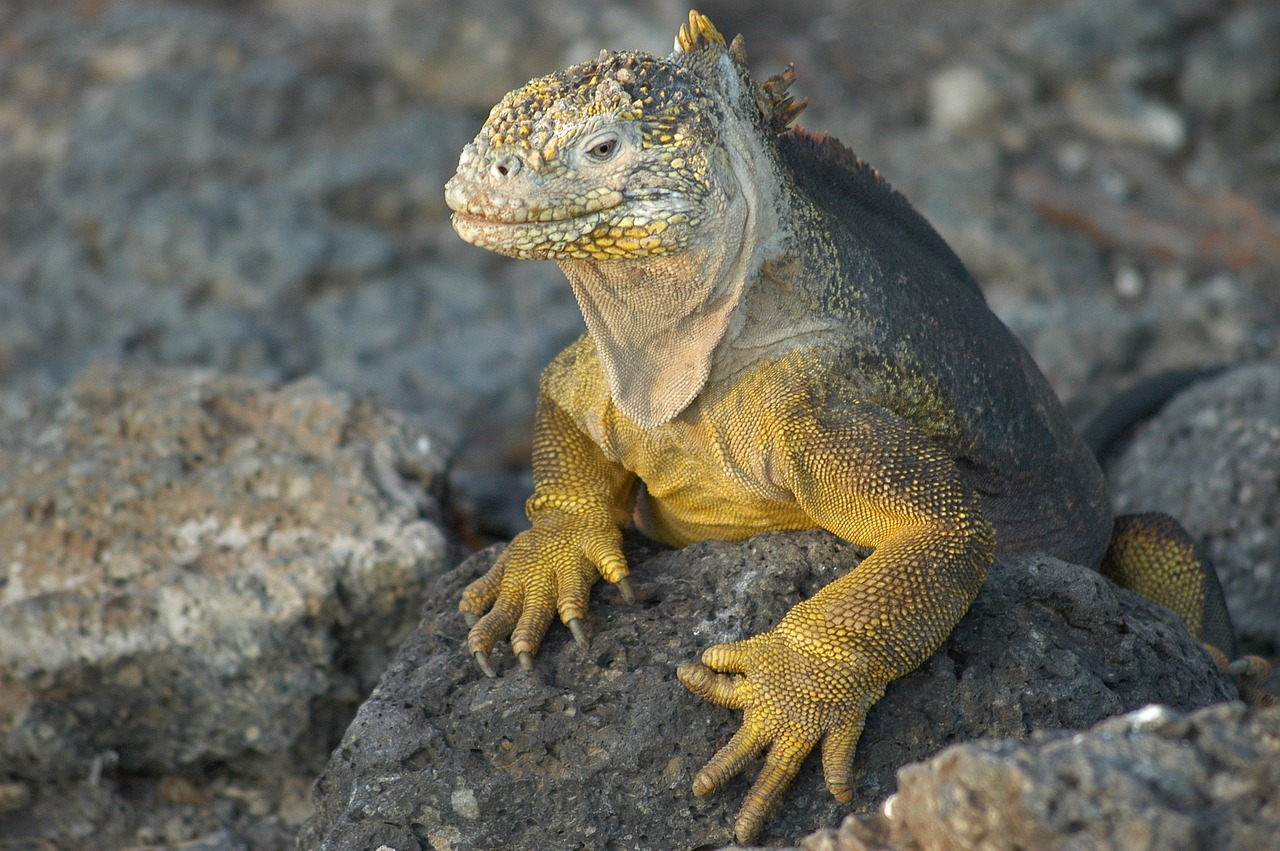 Lizard Galapagos