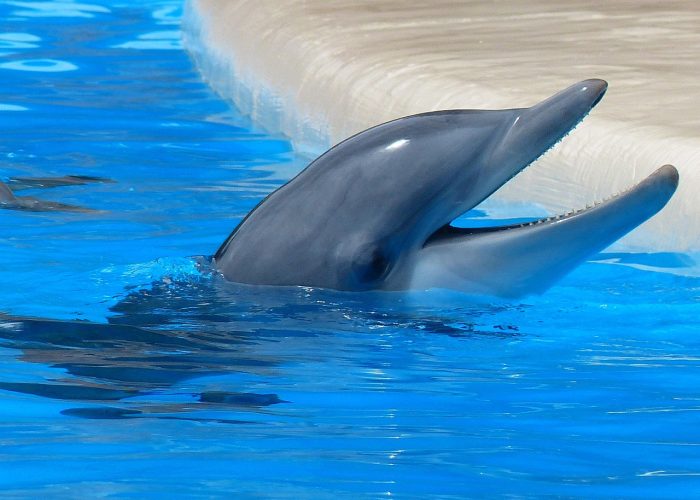 bottlenose dolphin