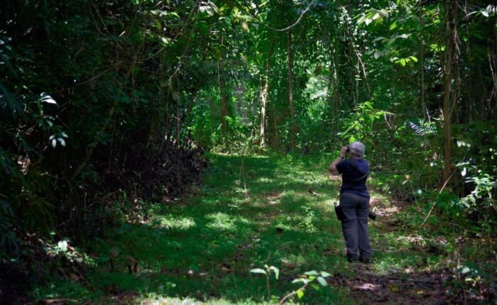 Jamaica birdwatching tour